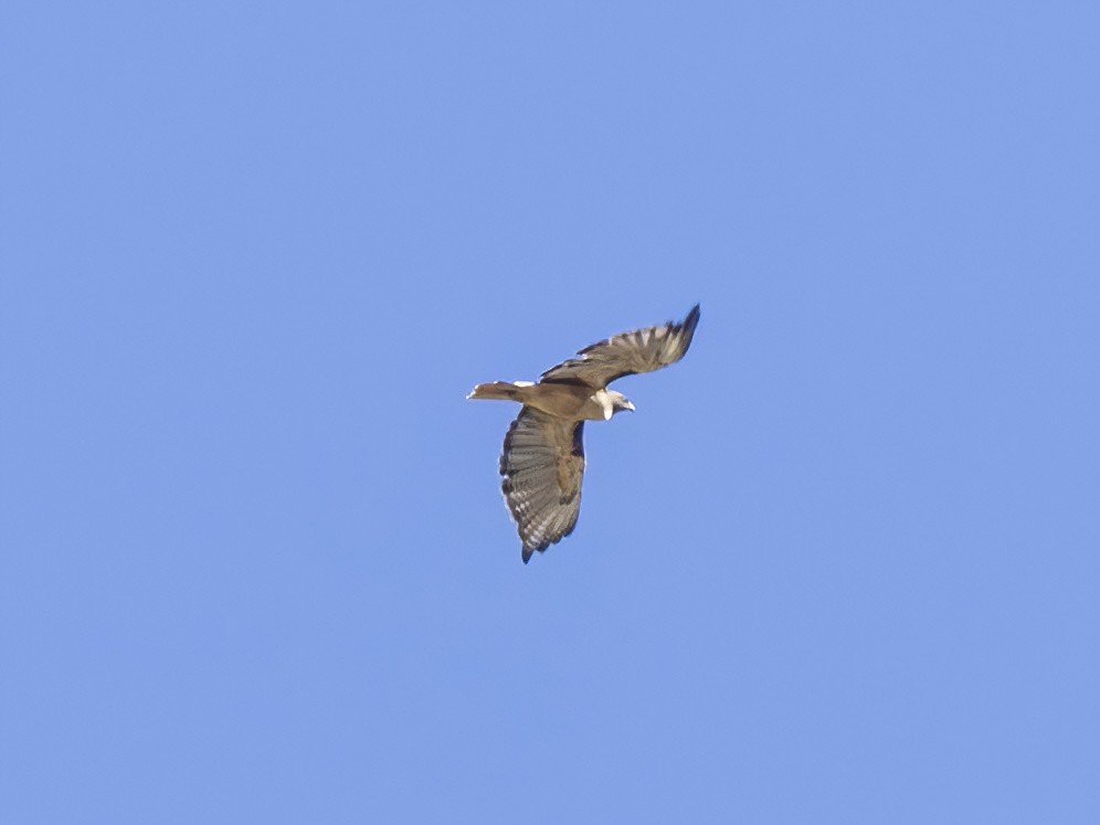 Red-tailed Hawk - ML641948431