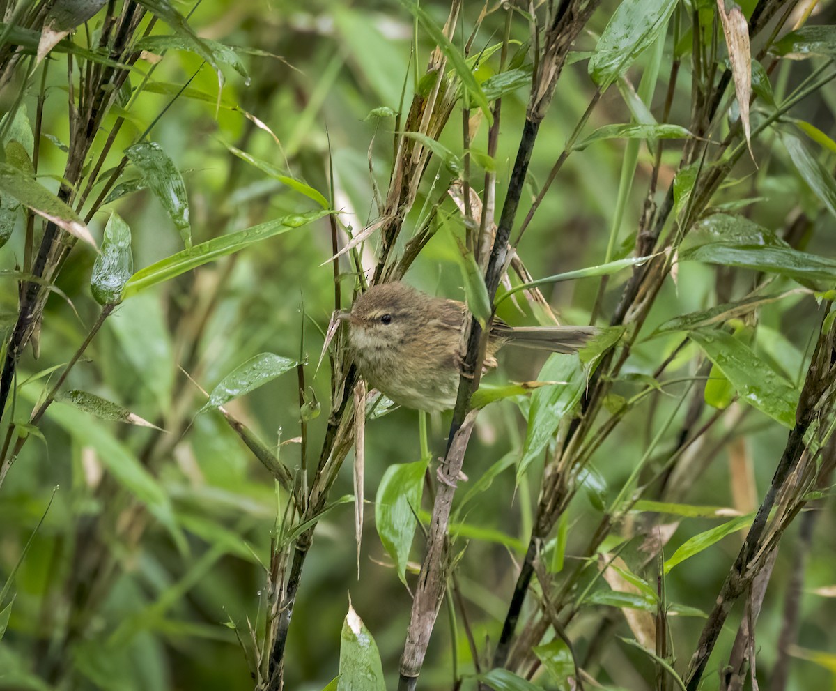 Brownish-flanked Bush Warbler - ML641948433