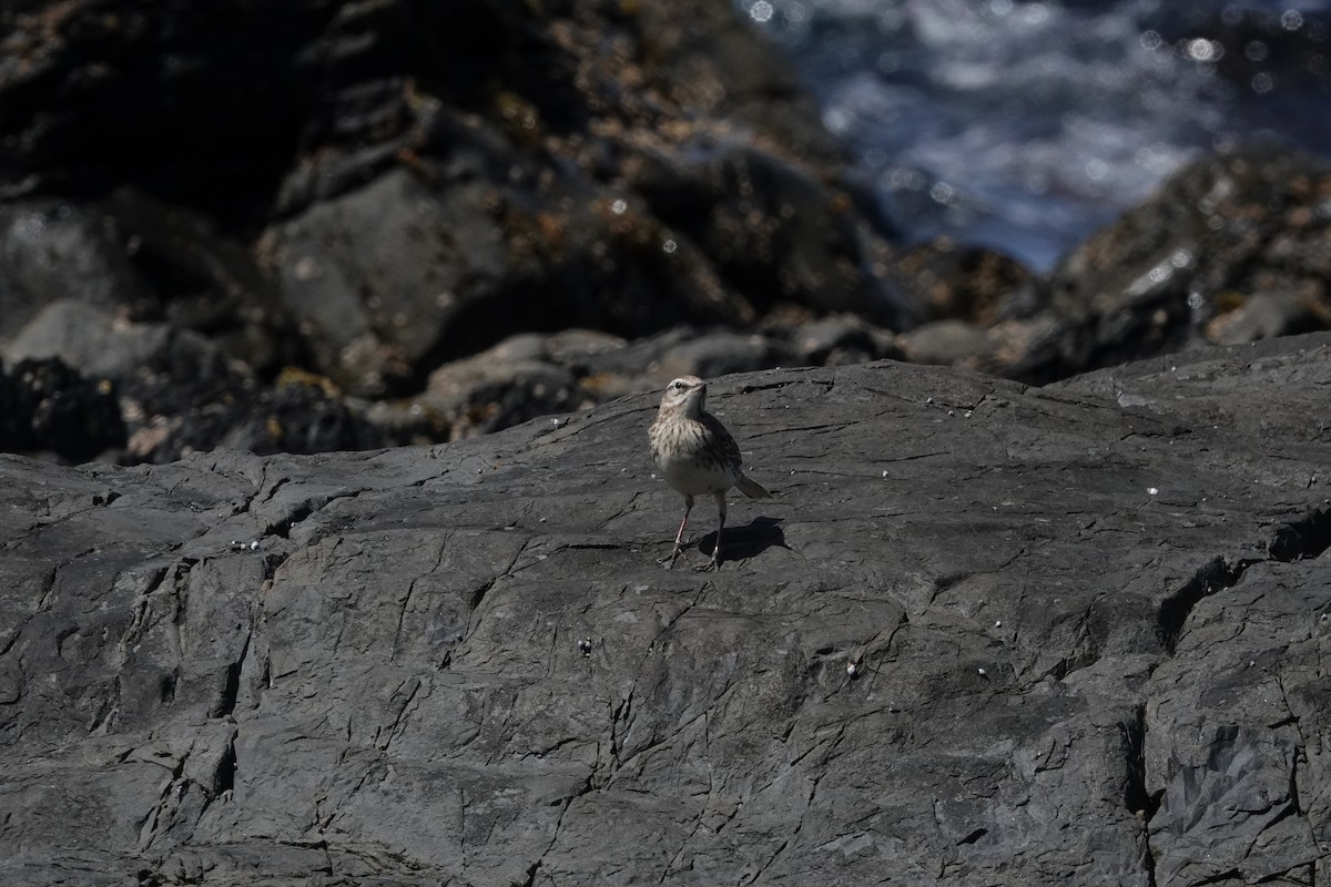 New Zealand Pipit - ML641948440