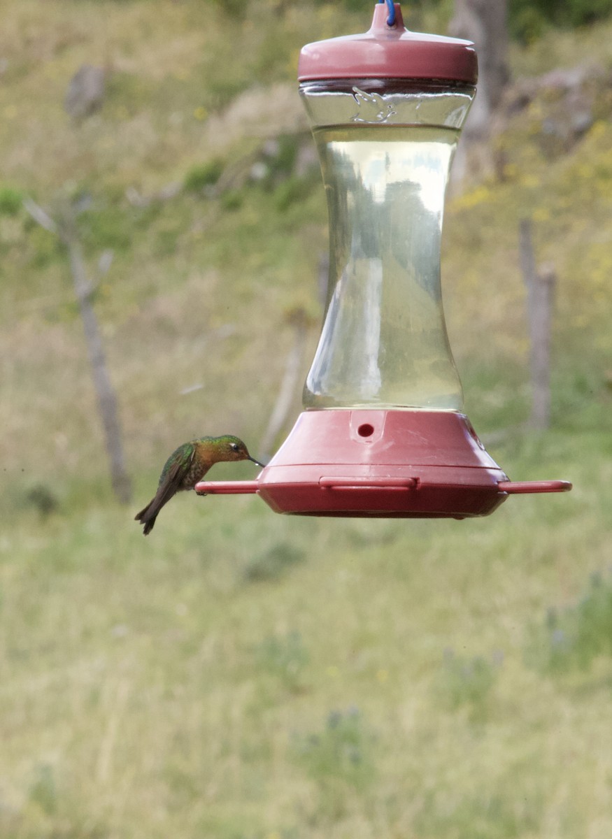 Tyrian Metaltail - ML641948443