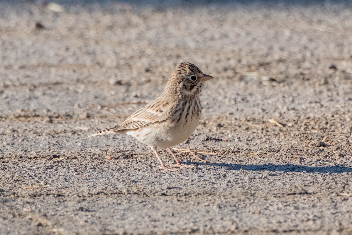 Vesper Sparrow - ML641948480