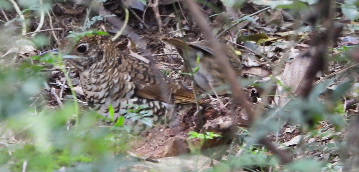 Bassian Thrush - ML641948488