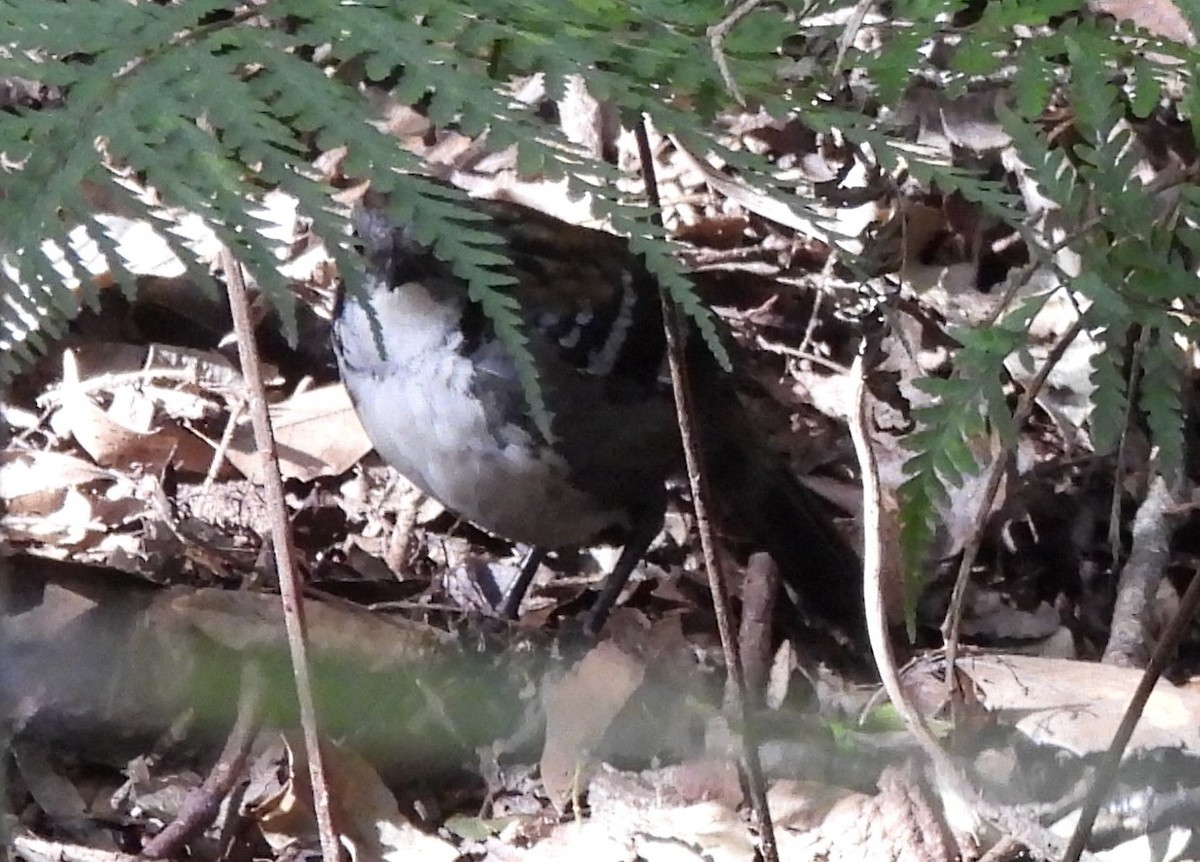 Australian Logrunner - ML641948523