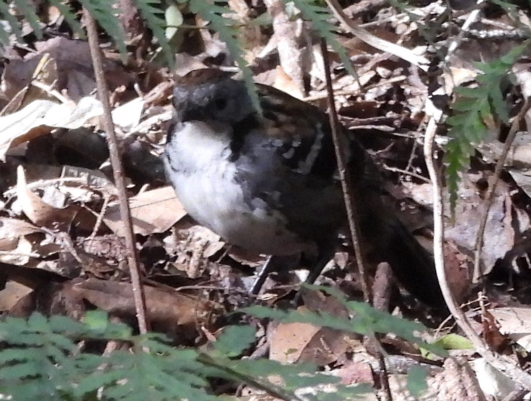Australian Logrunner - ML641948524