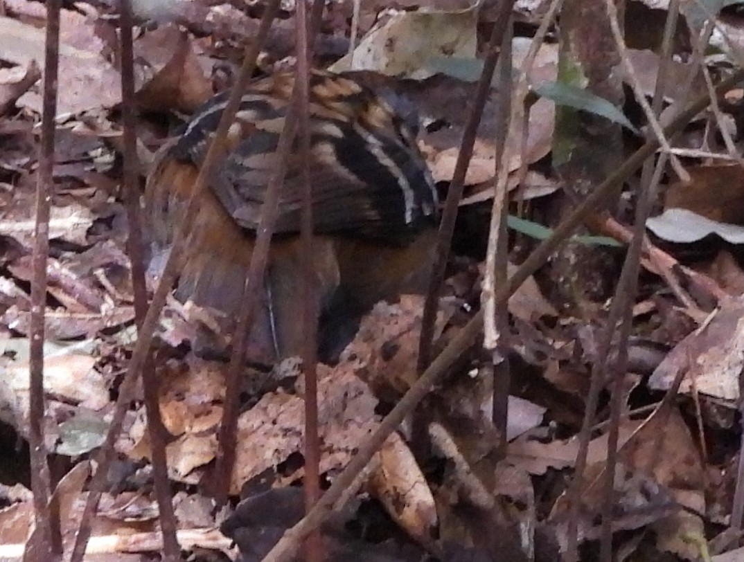 Australian Logrunner - ML641948525