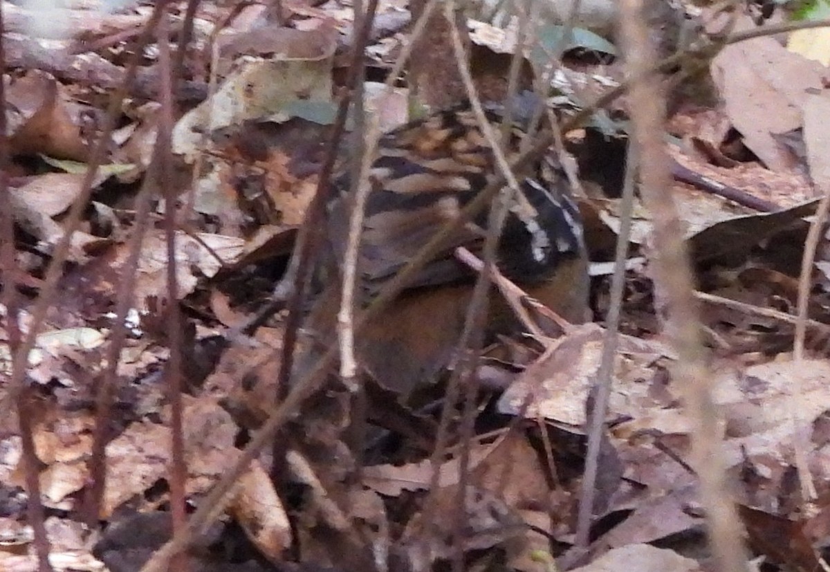 Australian Logrunner - ML641948526