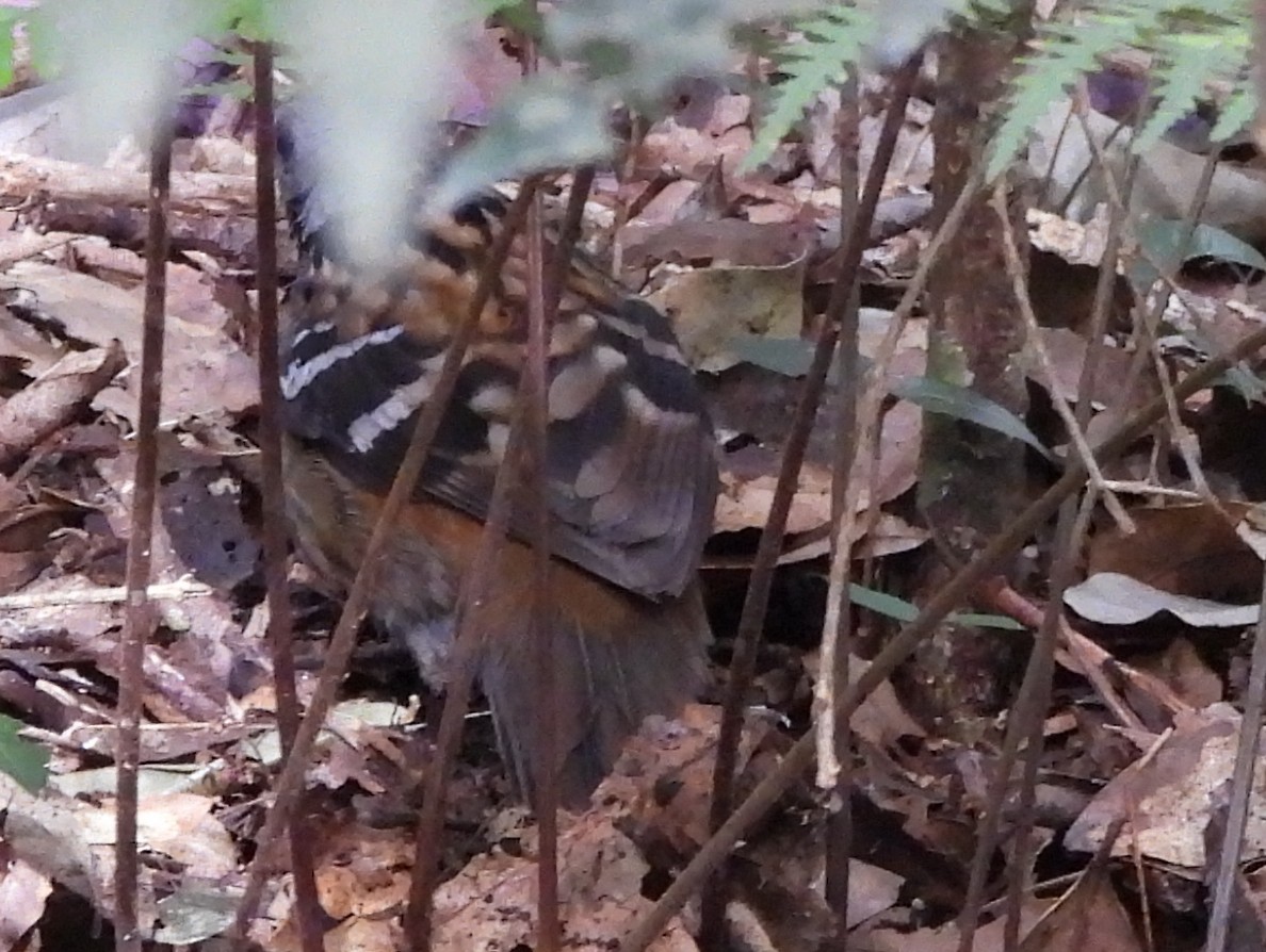 Australian Logrunner - ML641948527