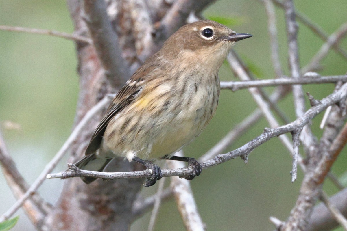 Yellow-rumped Warbler (Myrtle) - ML641948531