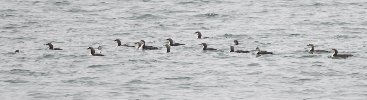 Pacific Loon - ML641948536