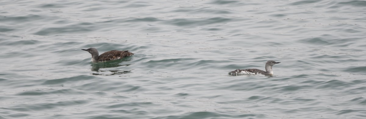 Red-throated Loon - ML641948539