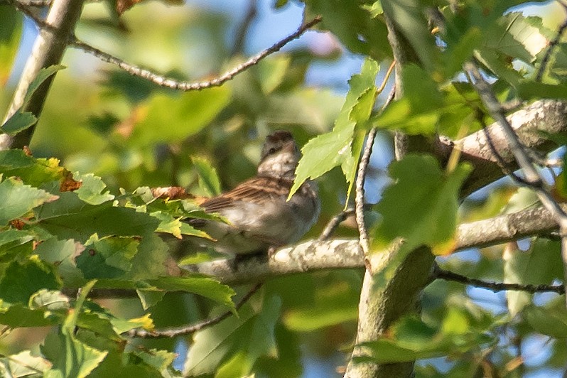 Chipping Sparrow - ML641948542