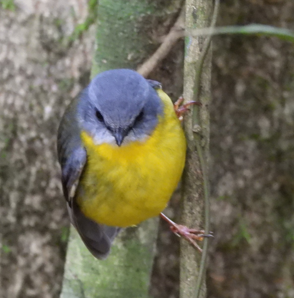 Eastern Yellow Robin - ML641948547