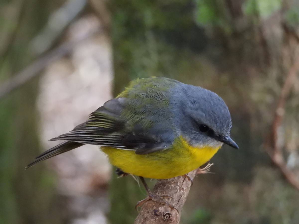 Eastern Yellow Robin - ML641948549