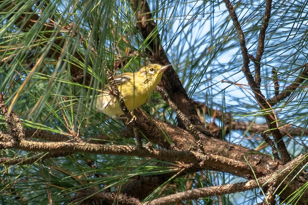 Pine Warbler - ML641948555