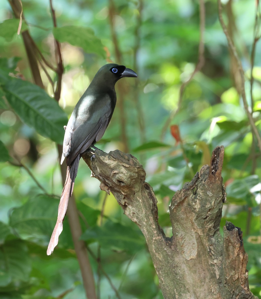 Racket-tailed Treepie - ML641948582
