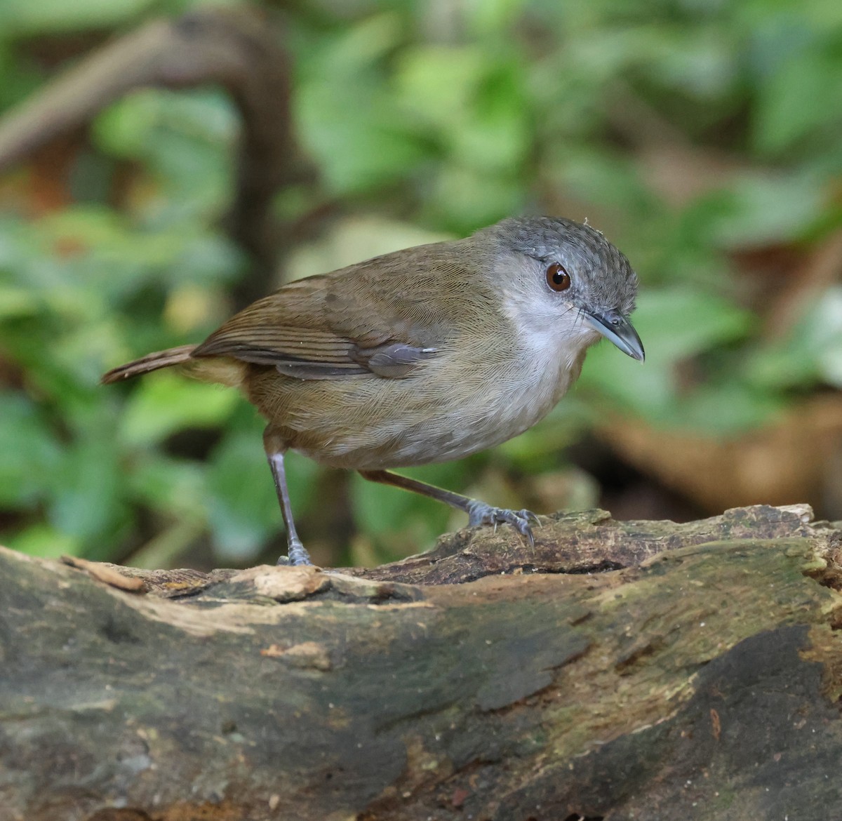Horsfield's Babbler - ML641948602