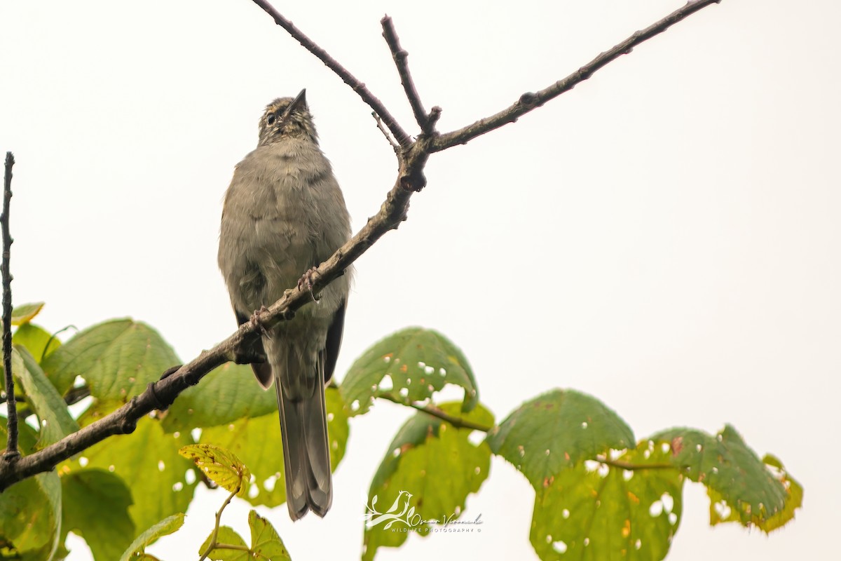Brown-backed Solitaire - ML641948621