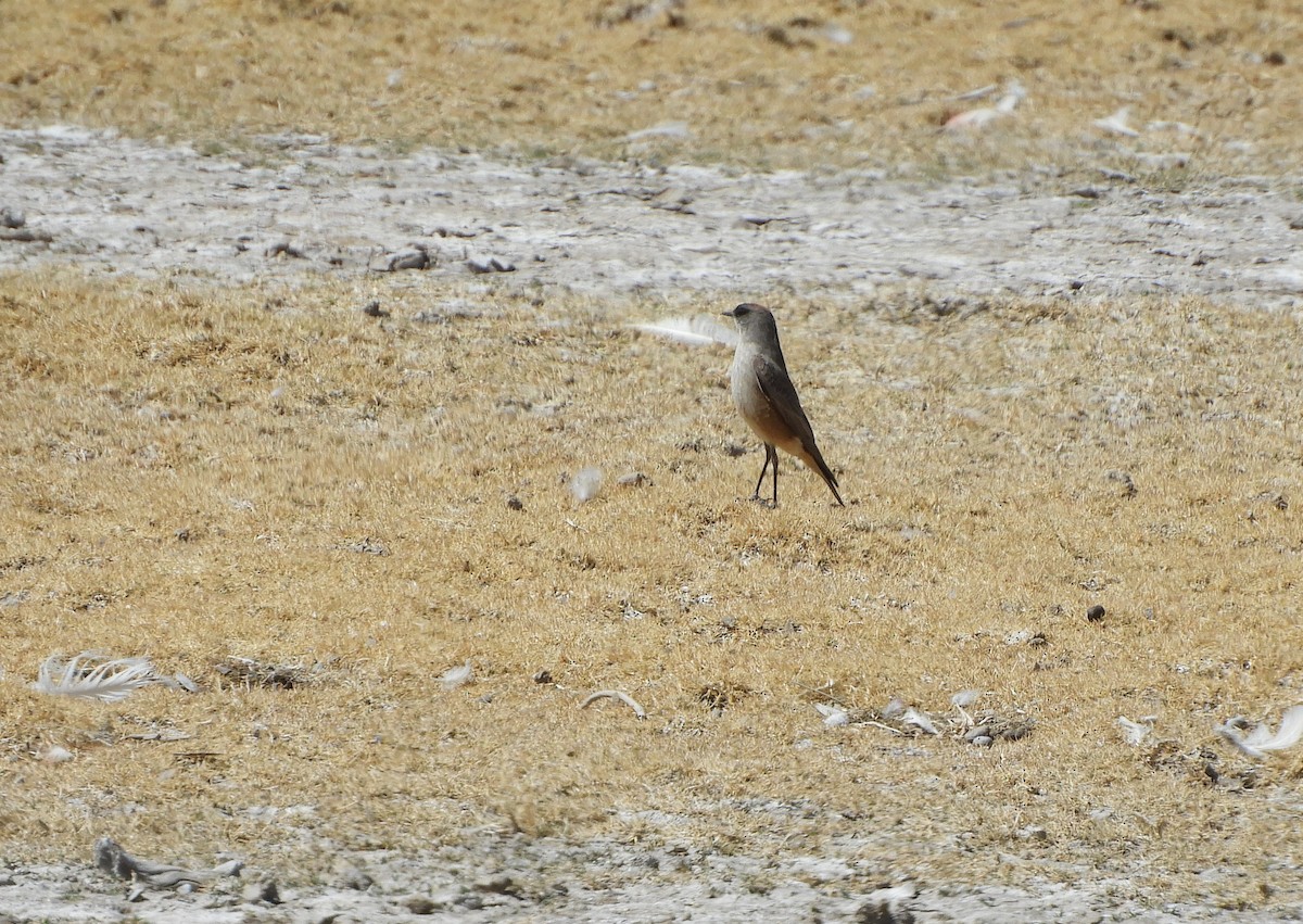 Cinnamon-bellied Ground-Tyrant - ML641948636