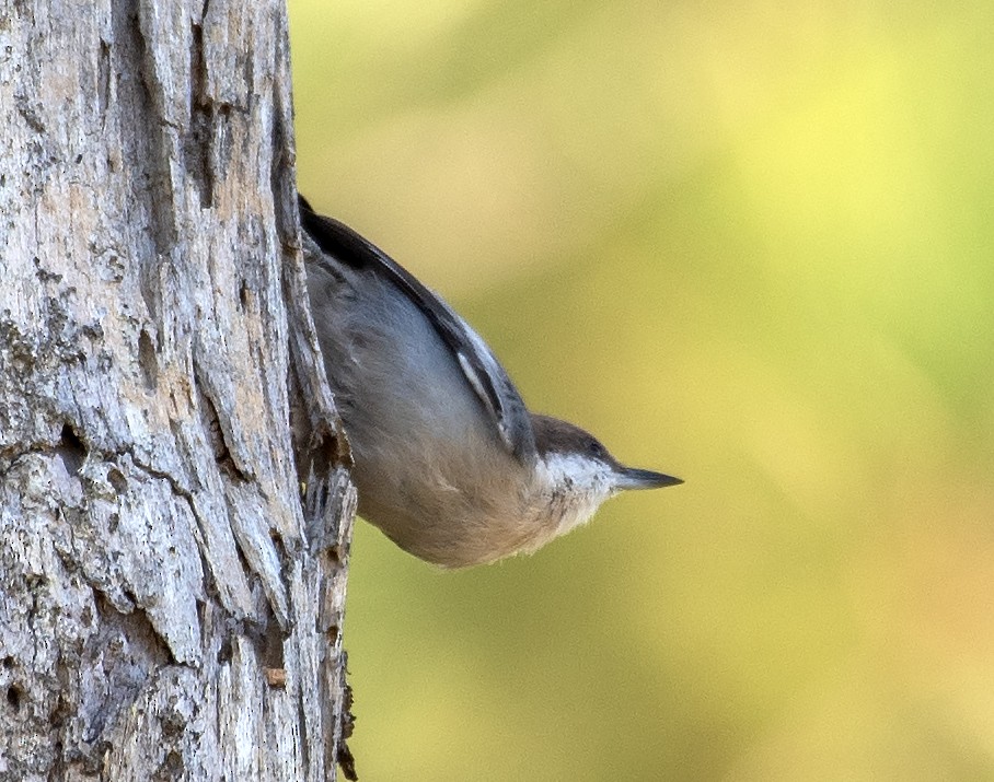 Brown-headed Nuthatch - ML641948653