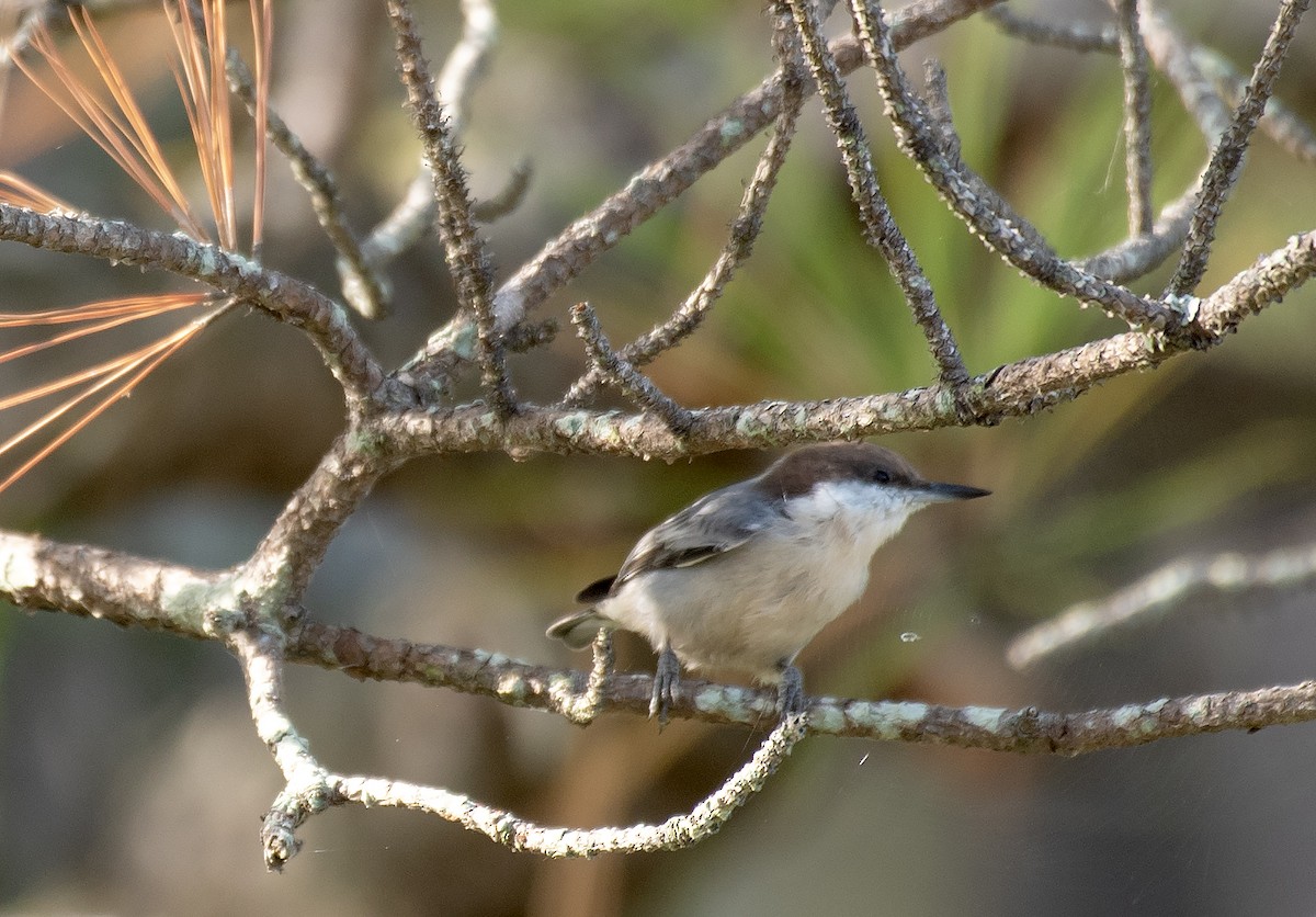 Brown-headed Nuthatch - ML641948654