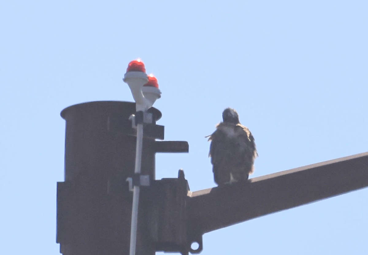 Red-tailed Hawk - ML641948665