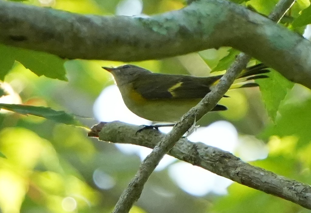 סבכון חכלילי - ML641948693