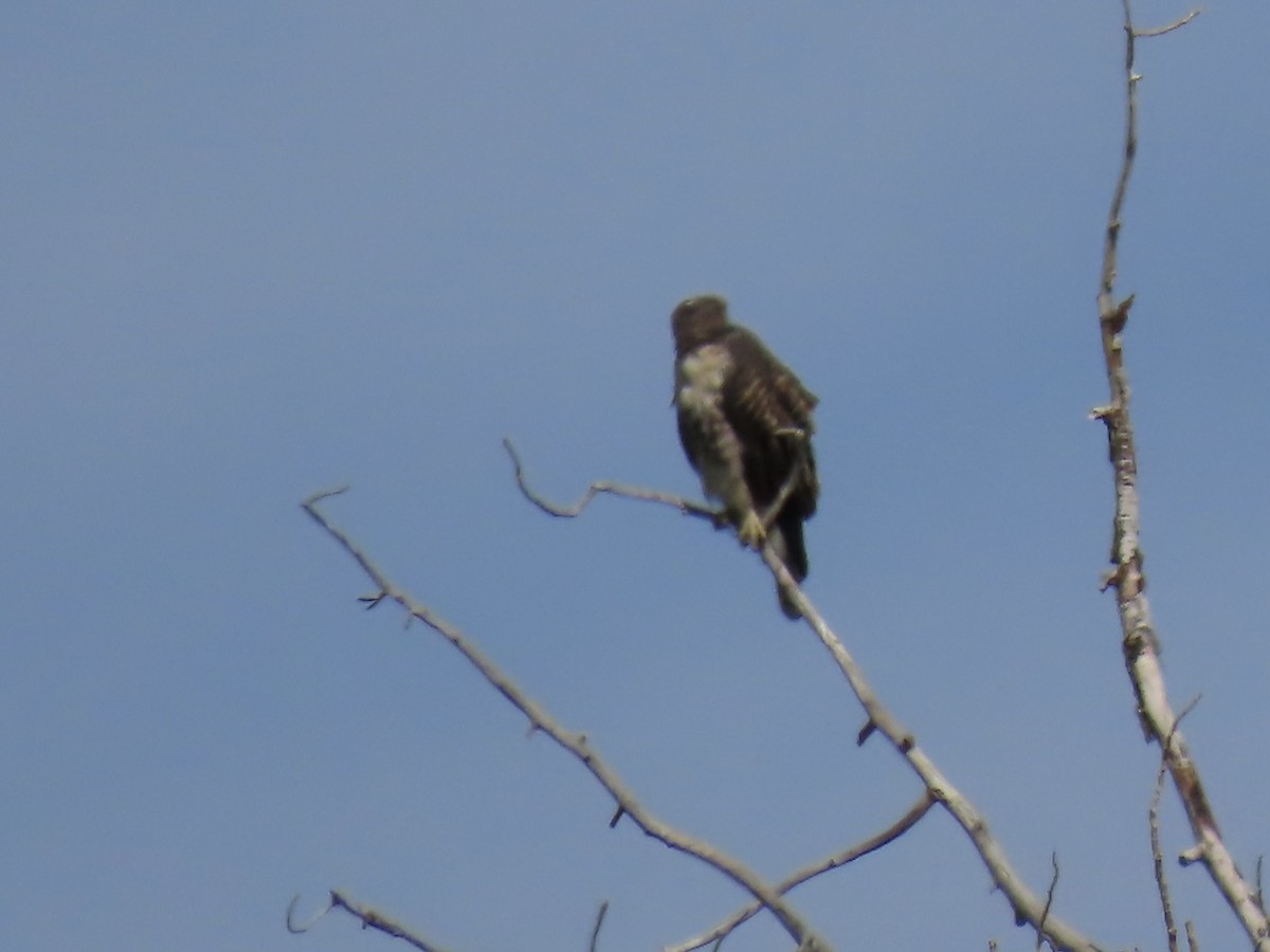 Red-tailed Hawk - ML641948695