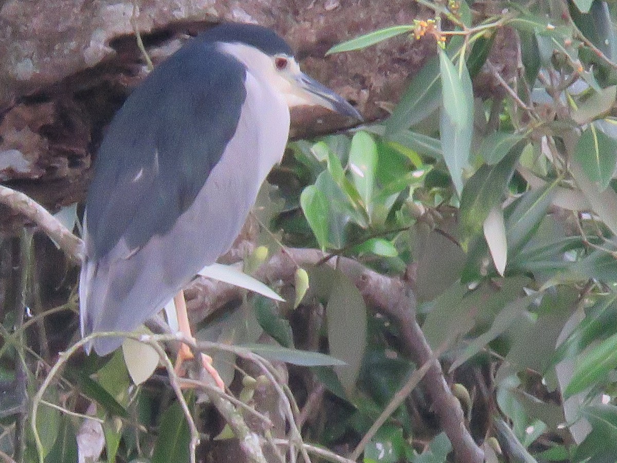 Black-crowned Night Heron - ML641948696