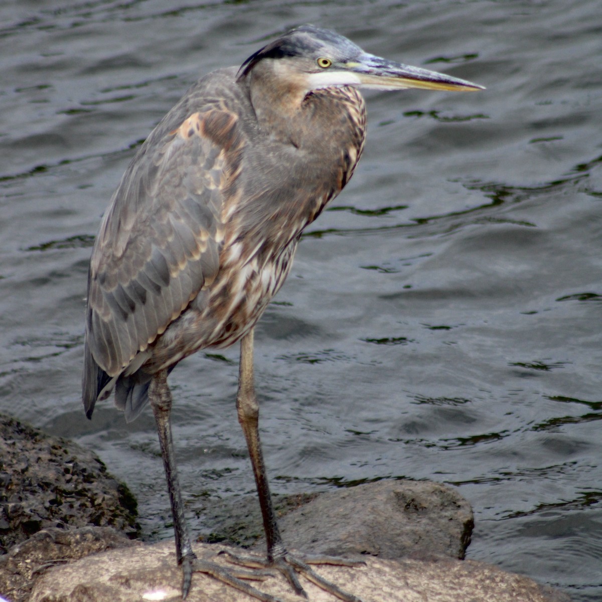 Great Blue Heron - ML641948702