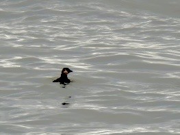 Atlantic Puffin - ML641948705