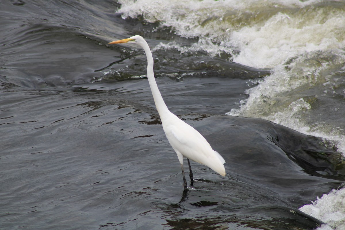 Great Egret - ML641948722