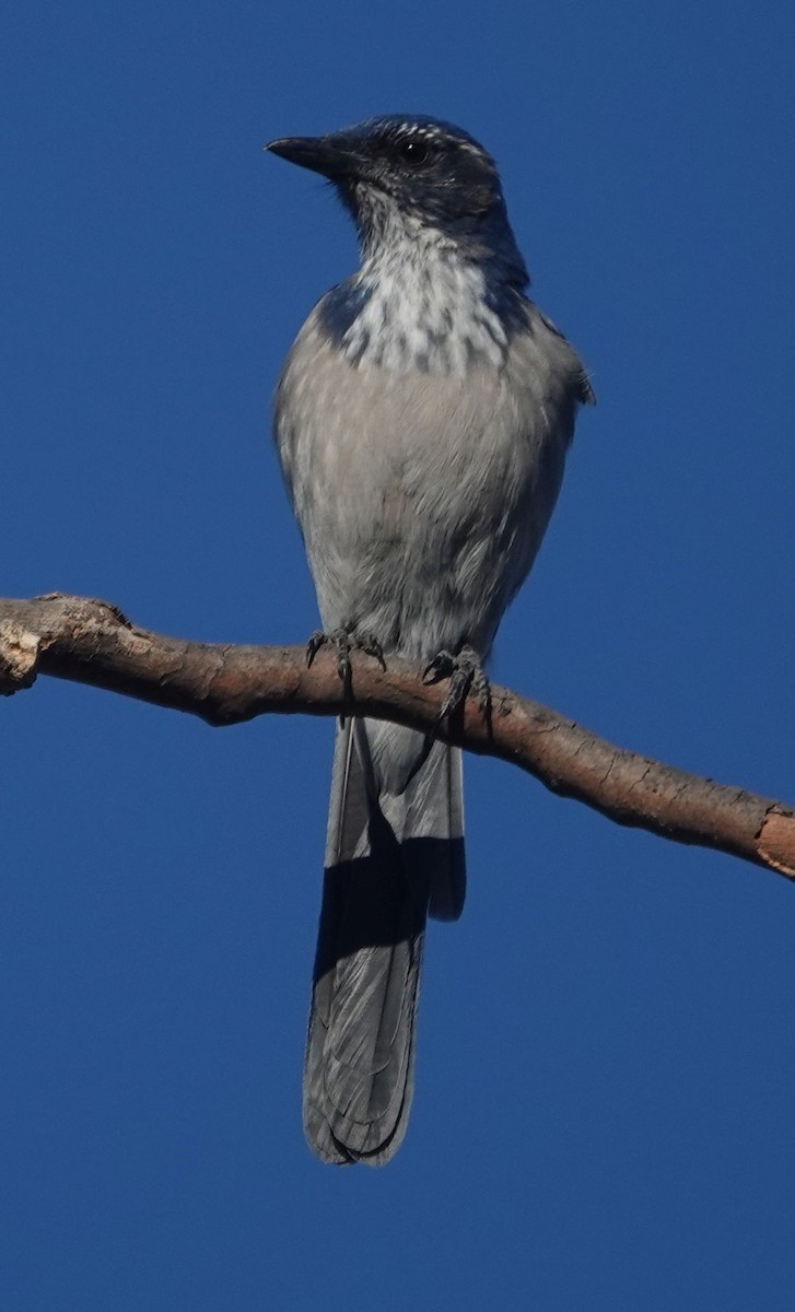 California Scrub-Jay - ML641948724