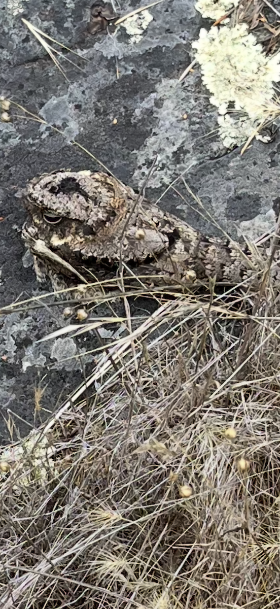 Common Poorwill - ML641948728