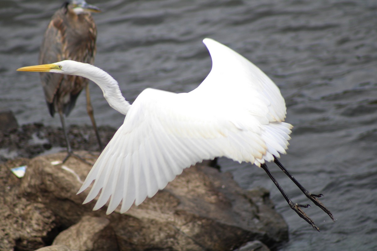 Great Egret - ML641948729