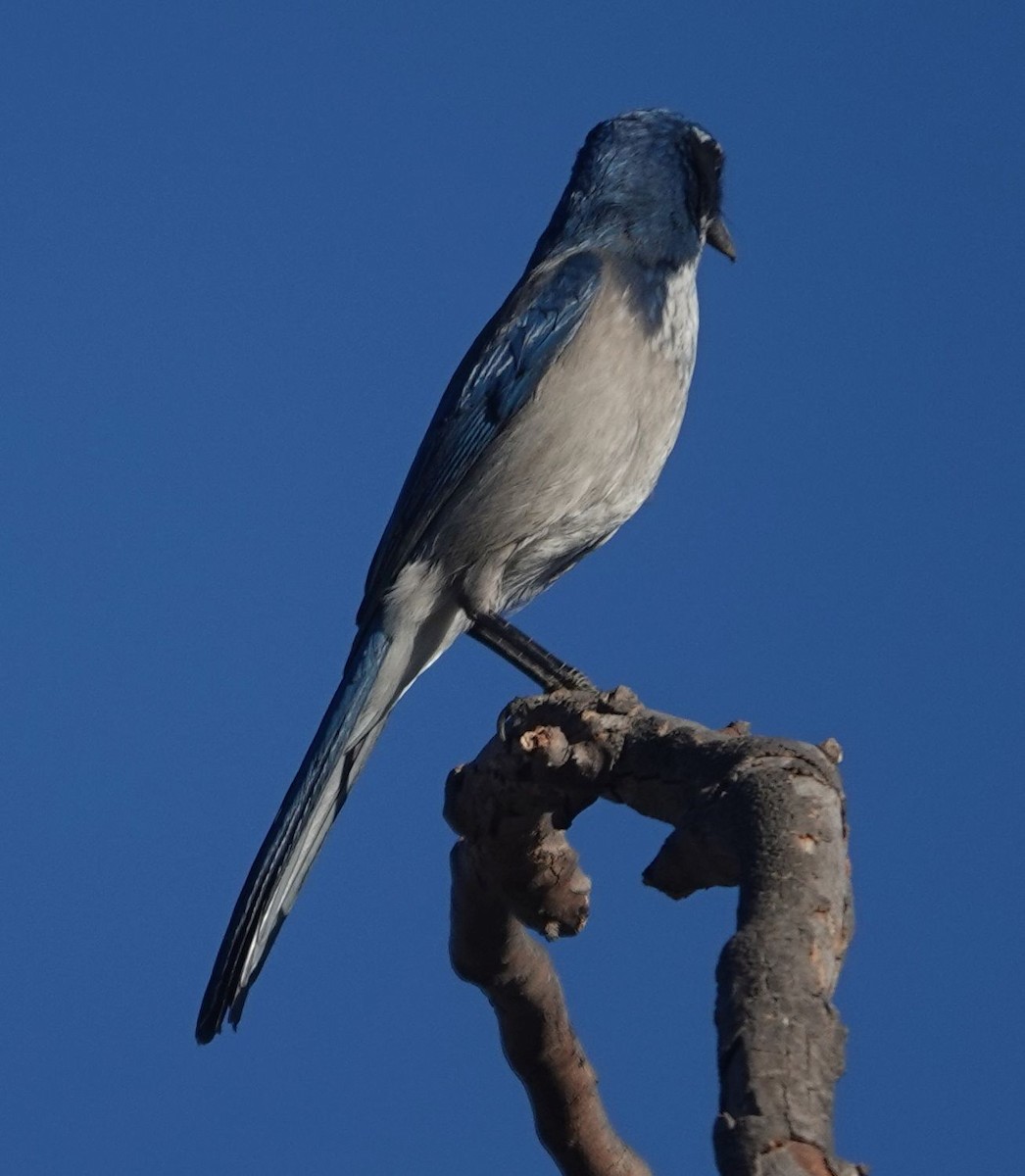 California Scrub-Jay - ML641948730