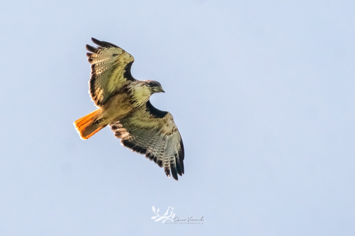 Red-tailed Hawk - ML641948749