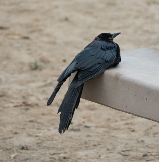 Great-tailed Grackle - ML641948763