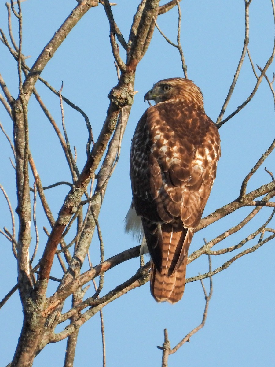 Red-tailed Hawk - ML641948785