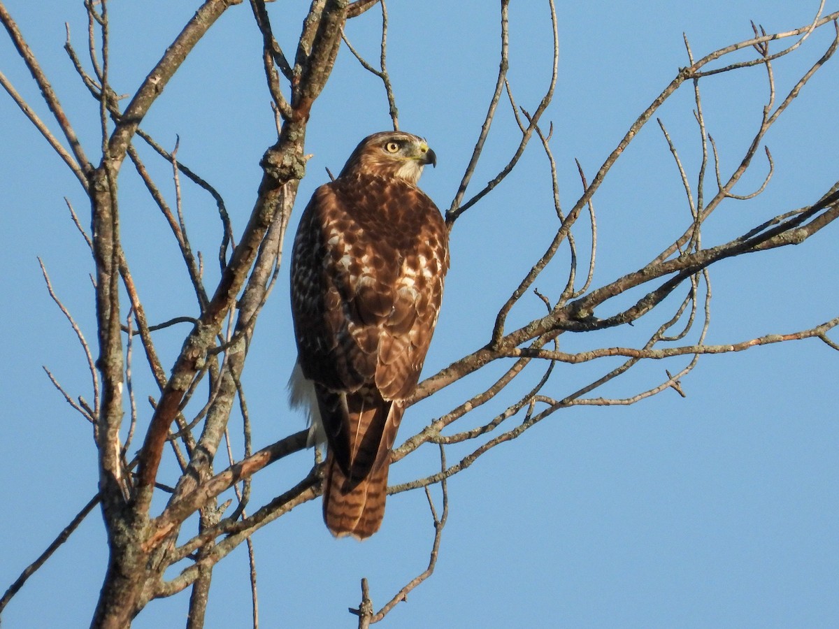 Red-tailed Hawk - ML641948786