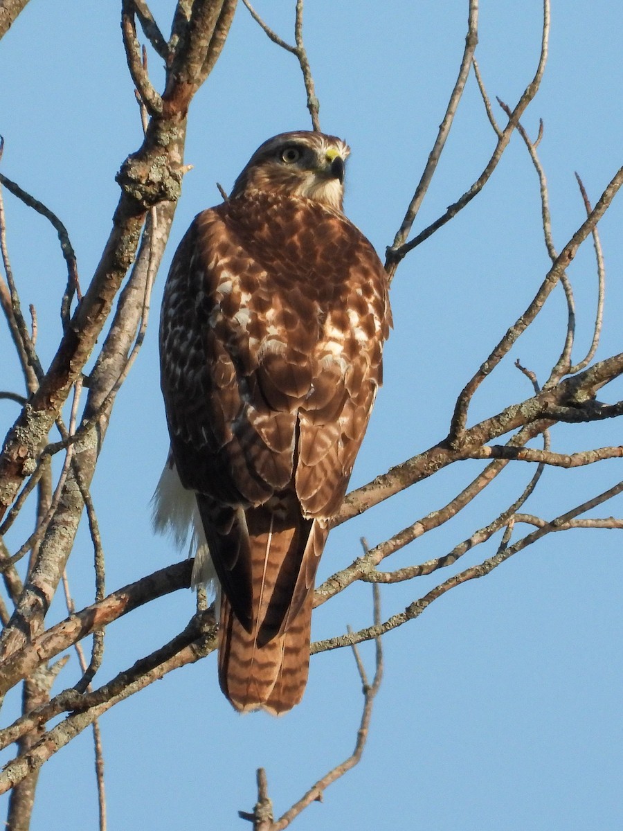 Red-tailed Hawk - ML641948787