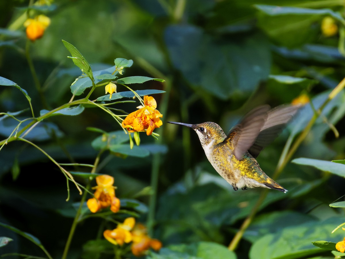 Ruby-throated Hummingbird - ML641948791