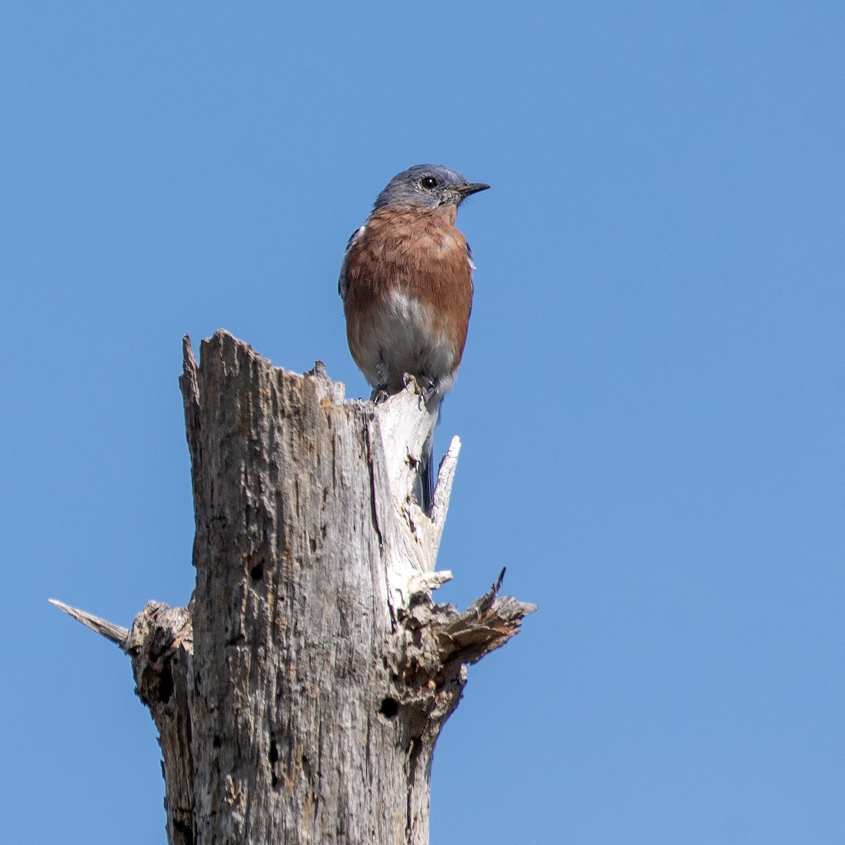 Eastern Bluebird - ML641948801