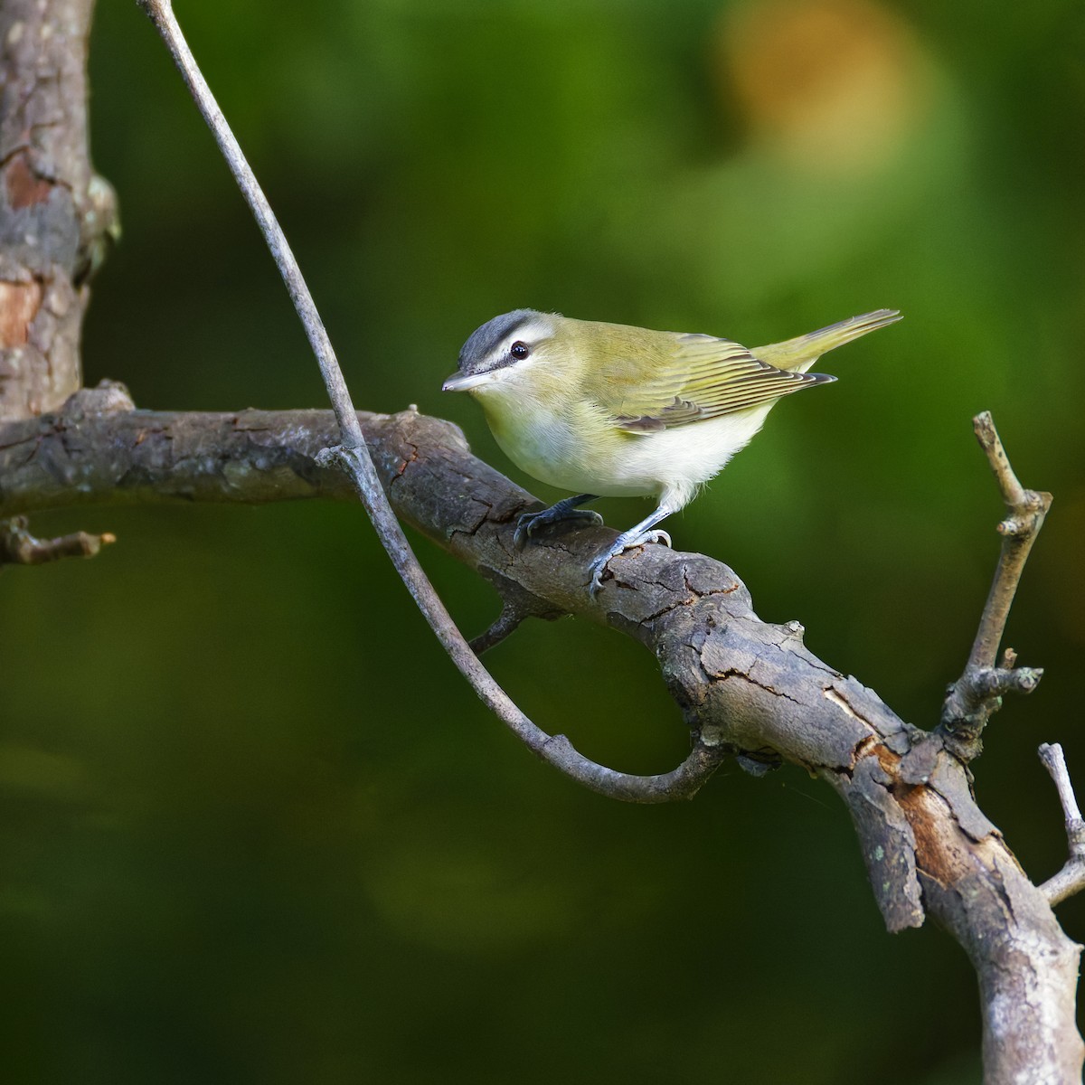 Rotaugenvireo - ML641948813