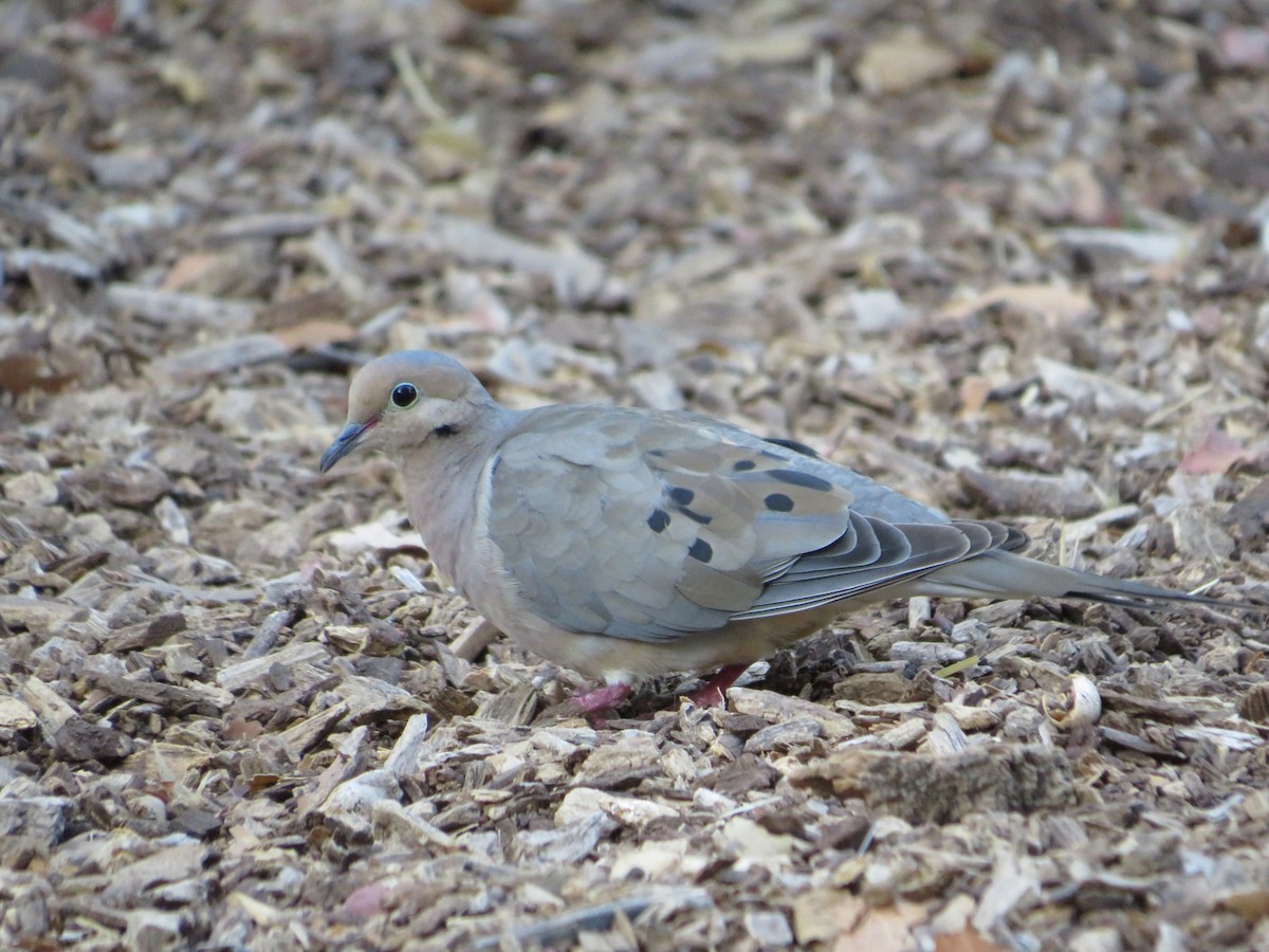Mourning Dove - ML641948814