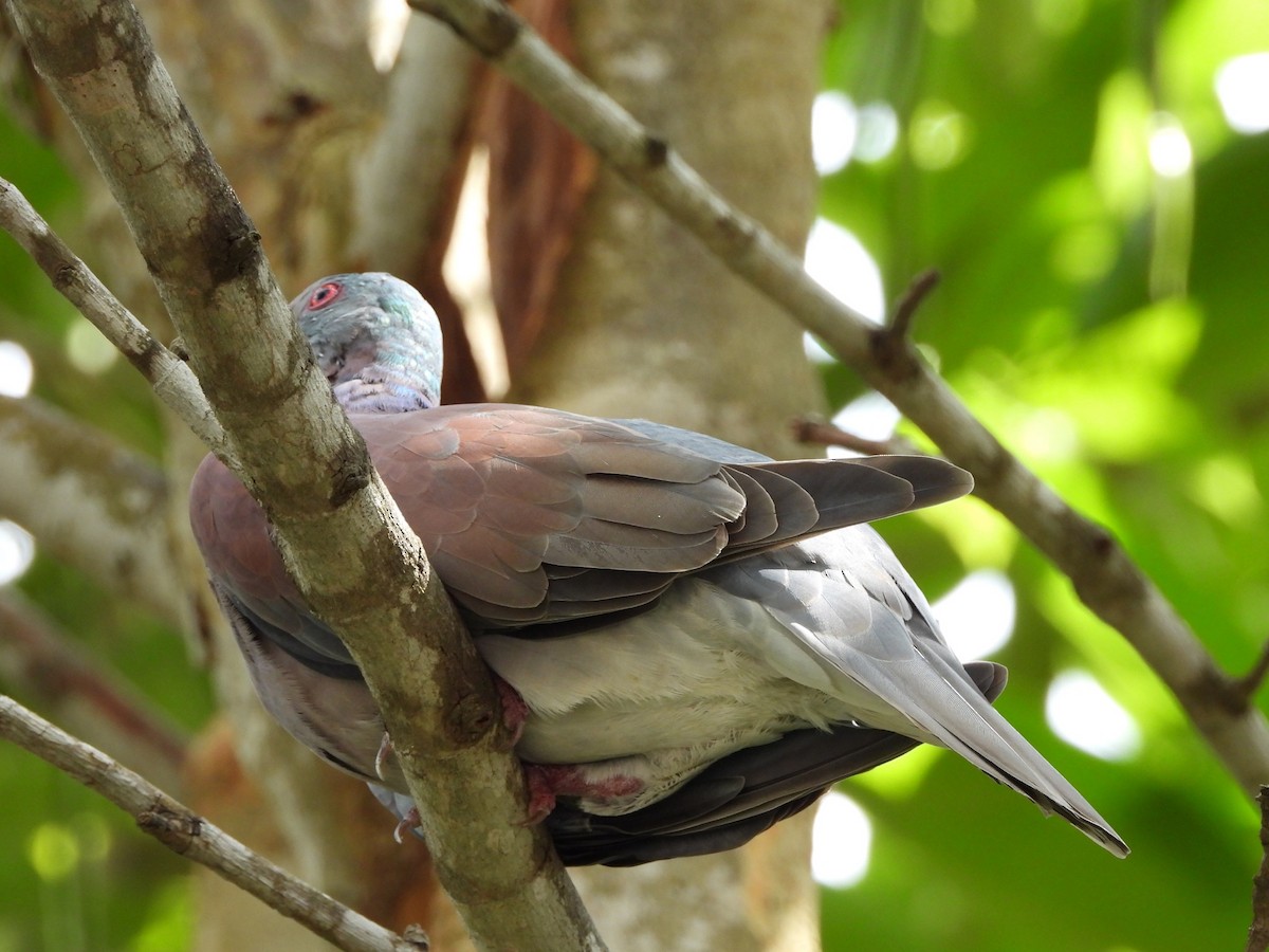 Pale-vented Pigeon - ML641948816