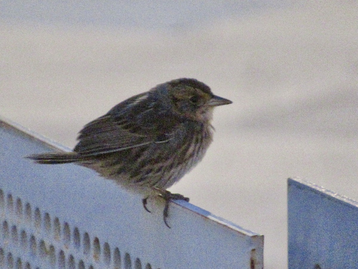Saltmarsh Sparrow - ML641948825