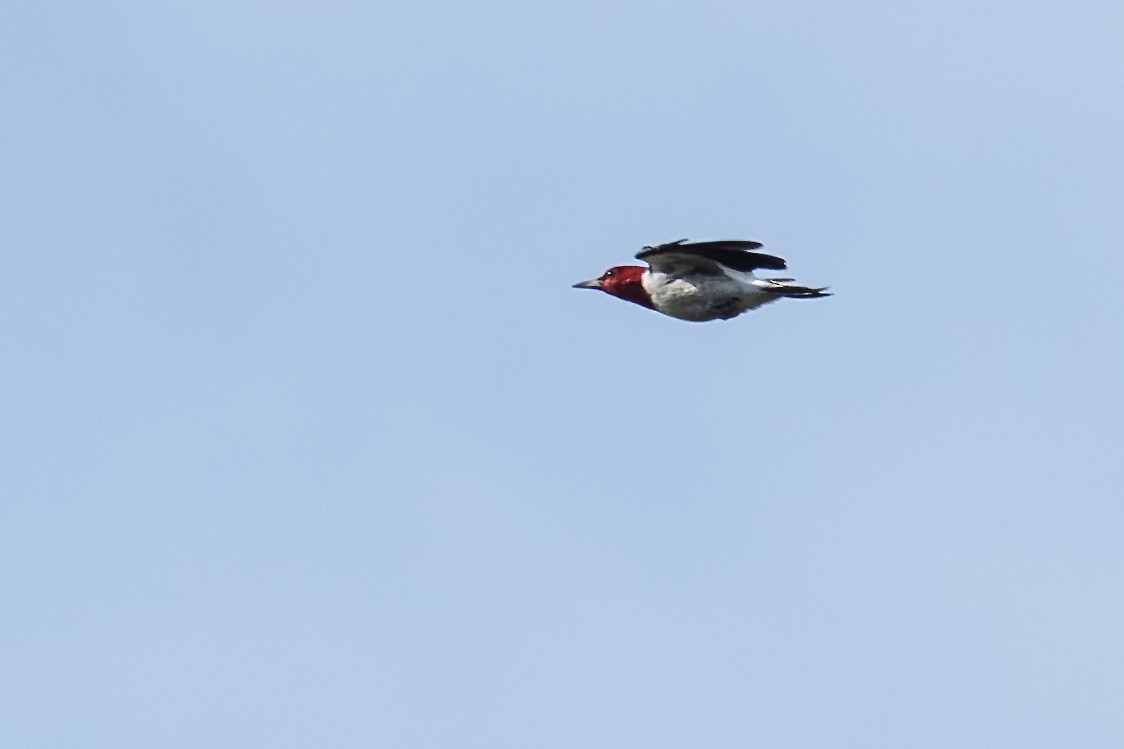 Red-headed Woodpecker - ML641948826