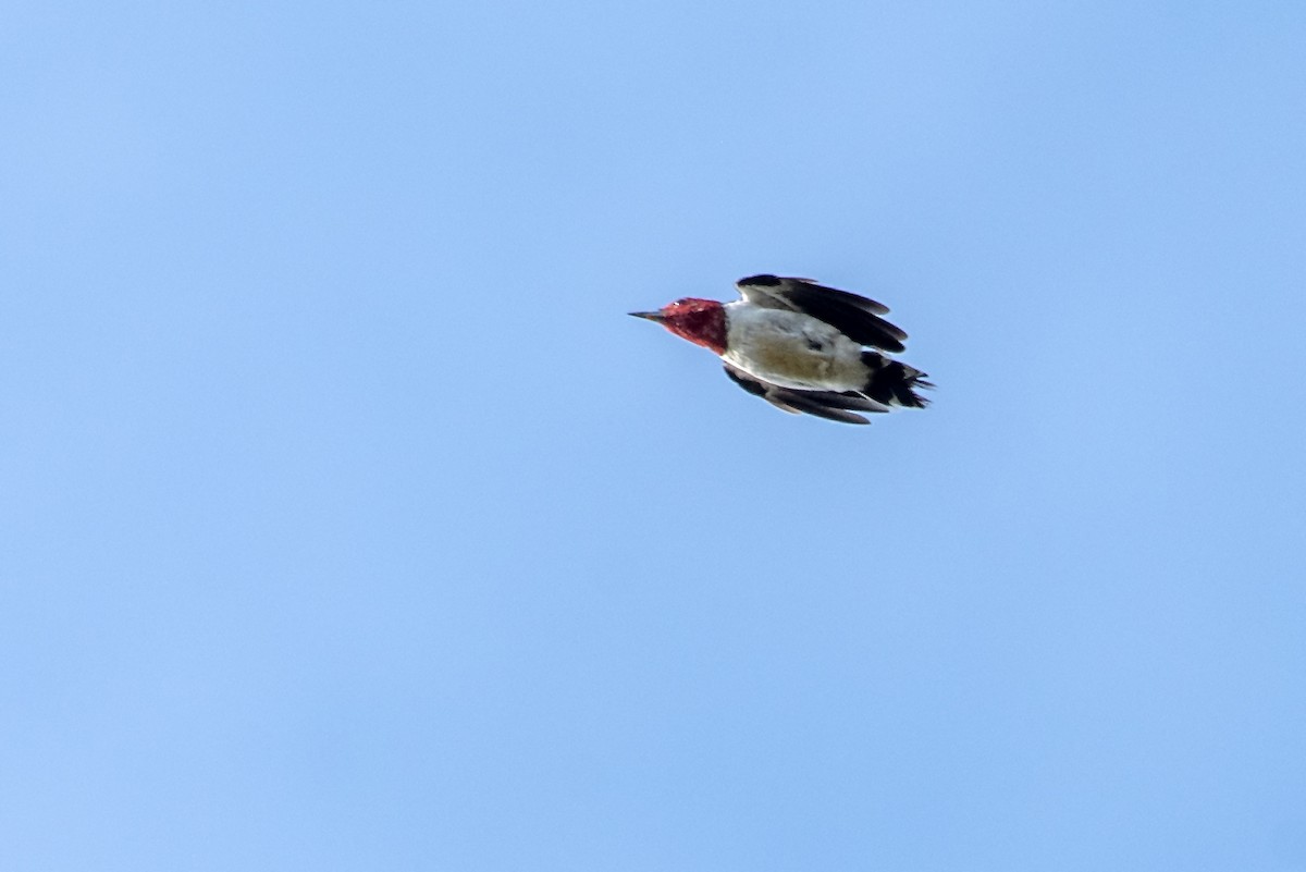 Red-headed Woodpecker - ML641948827
