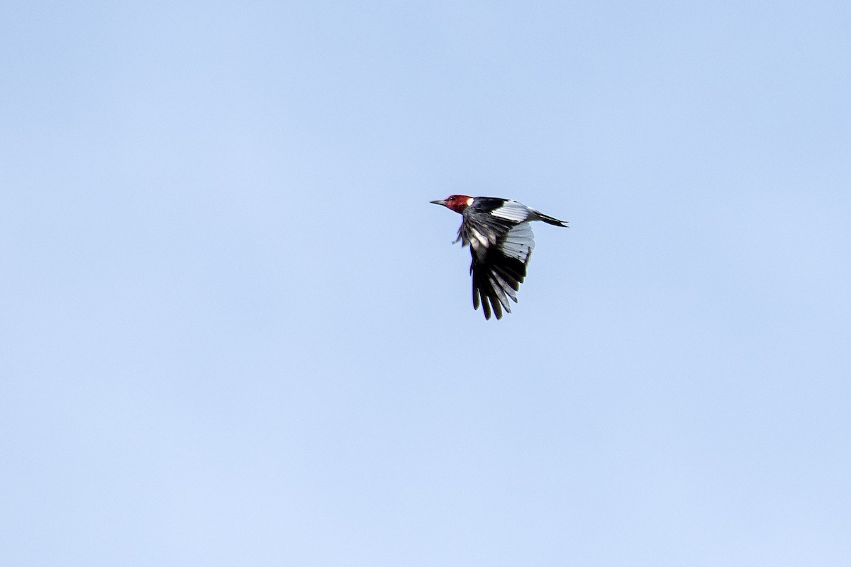 Red-headed Woodpecker - ML641948828