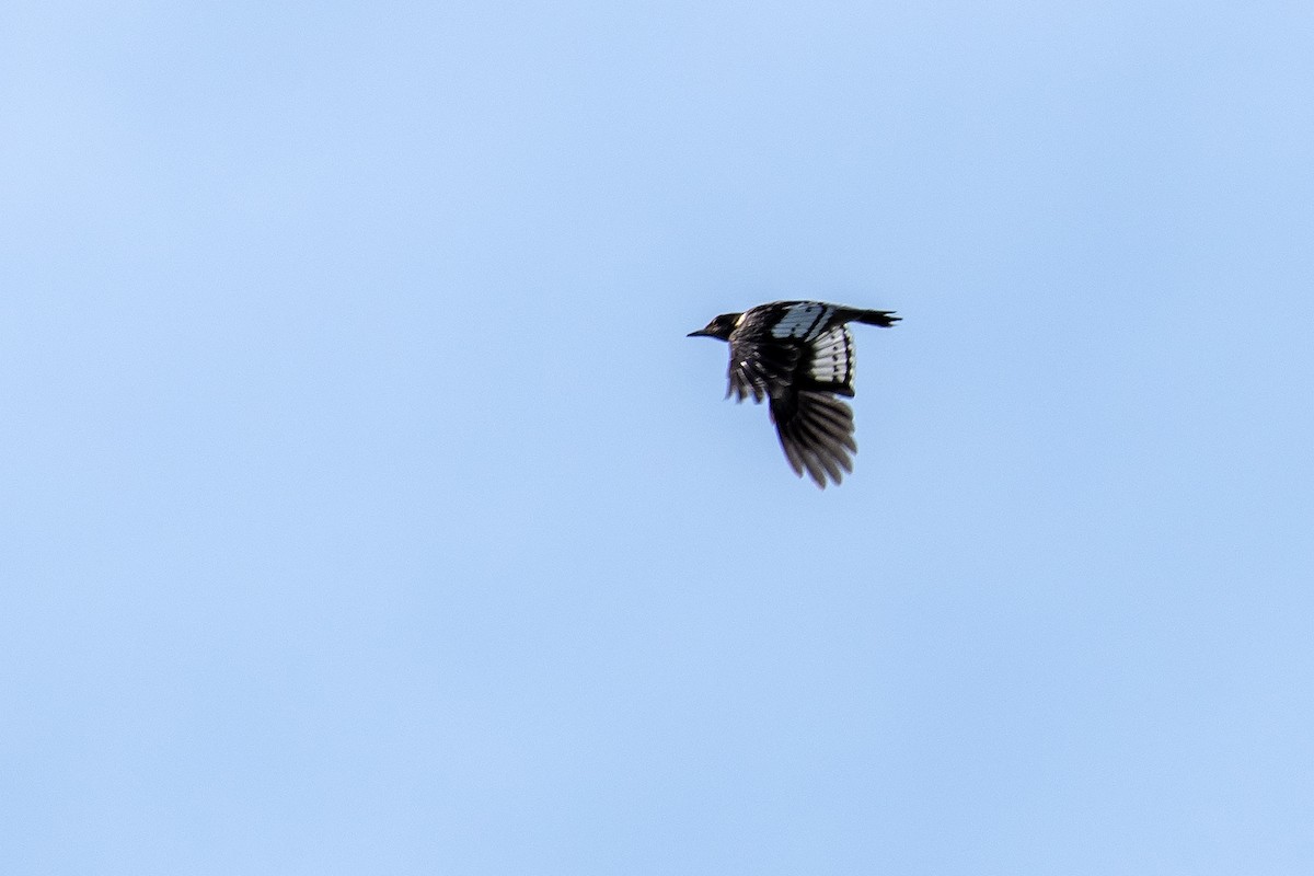 Red-headed Woodpecker - ML641948829